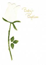 White Rosebud
